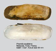 Pharella acutidens (2)